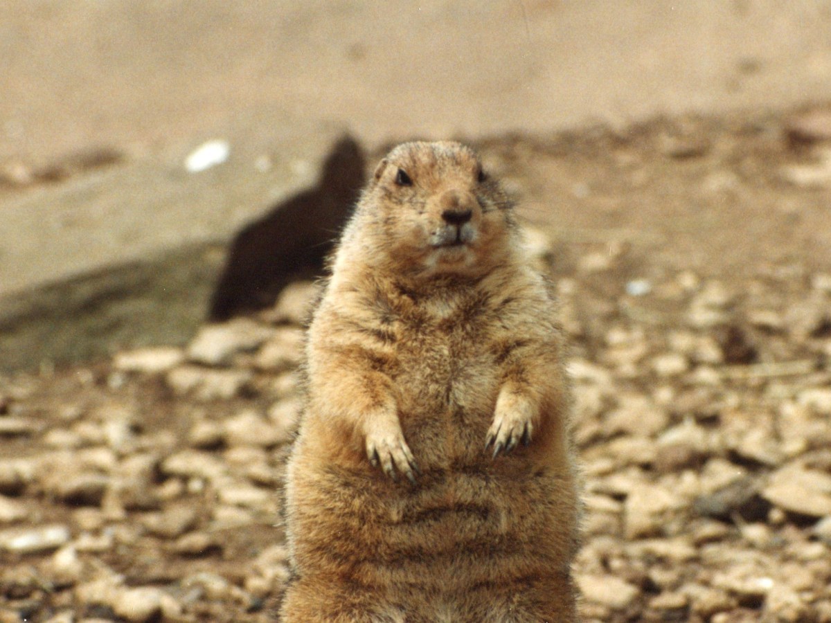 Corporate Social Irresponsibility